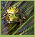 Groene kikkers_20090422_038